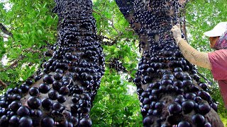 How They Harvest and Process the Strangest Fruit of Brazil  Jabuticaba Harvesting [upl. by Arvy]