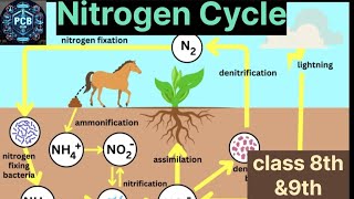 Nitrogen Cycle  Crop Production  Science Class 8th Class 9th  ncert 202425 [upl. by Adliw]