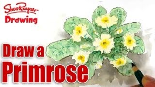 How to draw and paint Primroses  Spoken Tutorial [upl. by Epuladaug623]