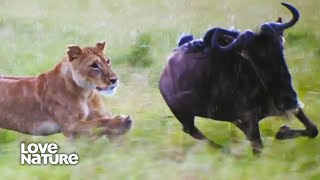 Lioness Charges FullTilt in the Rain to Chase Down Wildebeest  Lions amp Hyenas [upl. by Rosmarin999]