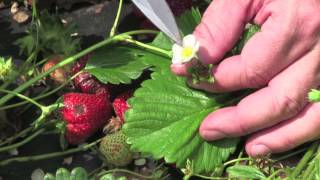 Strawberry Diagnostics Anthracnose fruit rot Colletotrichum acutatum [upl. by Sudderth589]