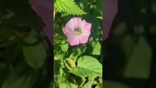 A totally amazing Swollenthighed Flower Beetle on a Field Bindweed flower [upl. by Jala469]