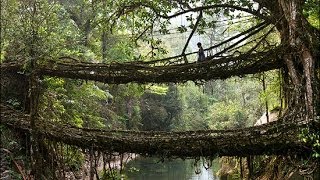 Living Root bridges of Cherrapunji India HD 2024 [upl. by Kolodgie]