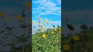 Cosmos season 🌼 shortsvideos nature [upl. by Yokum]