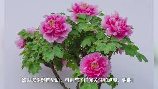 牡丹花怎么修剪，牡丹花修剪方法 [upl. by Etnovad463]