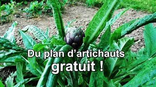 Des plants dartichauts gratuits [upl. by Colley]