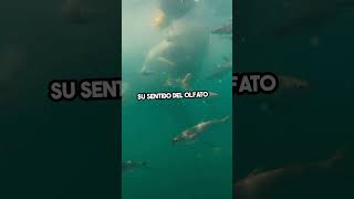 🦈 ¡Datos Sobre los TIBURONES que No Conocías 🌊 curiosidades tiburones curiosidadesnaturales [upl. by Dranyer449]