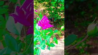 The Secret Life of Beautiful Pink Roses shortsviral rose [upl. by Eolhc]