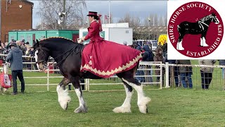 CONCOURS DELEGANCE National Shire Horse Show in ENGLAND Episode 4 Apollo The Shire [upl. by Lubbock736]