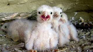 Common Kestrel nest Falco tinnunculus Κίτσης  Σιαχίνι  Ανεμογάμης  Cyprus [upl. by Ylus302]