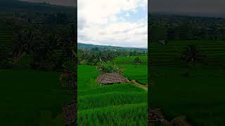 Jatiluwih Rice Terrace [upl. by Melburn]