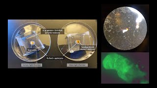 Drosophila Melanogaster Alzheimers Disease [upl. by Eiramyllek]