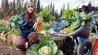 Autumn Days in Alaska  Harvesting Vegetables for Winter Storage [upl. by Snave]