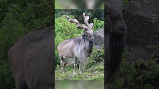 Markhor hunting 😱😱😢gilgitbaltistan pakistan markhor beautiful pakarmy tranding dailyvlog [upl. by Faber]