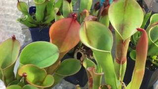 HELIAMPHORA TOUR MY HELIAMPHORA CARE AND CULTURE TIPS [upl. by Idur]