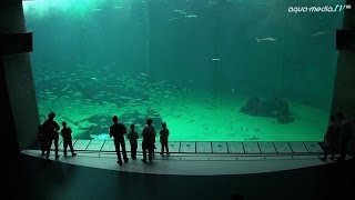 NORDSOENOCEANARIUM HirtshalsDaenemark [upl. by Colver]