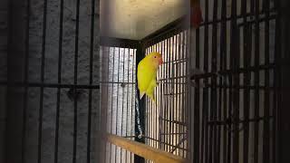 Creamino Opaline and Creamino Fischeri Difference  Lovebirds lovebirds creamino birds [upl. by Akimad]