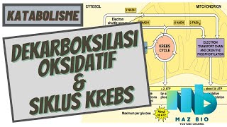 Dekarboksilasi Oksidatif dan Siklus Krebs  Katabolisme  Respirasi Aerob [upl. by Gates]