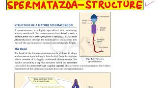 Structure of Spermatozoa [upl. by Gerrie]