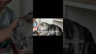 Meet Bella The Ultimate Cat Babysitter catshorts catcute cutecat lovely [upl. by Eclud]