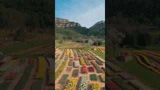 Springs bloom flight 🌸🚀 with the new DJI Avata 2 DJI fpvdrone drone [upl. by Star]