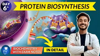 protein biosynthesis  translation biochemistry  translation in eukaryotes with animation [upl. by Neils101]