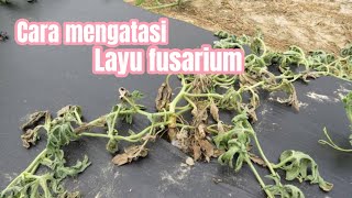 Cara mengatasi layu fusarium [upl. by Meares]