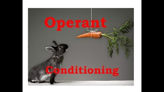 Operant conditioning [upl. by Ynaoj]