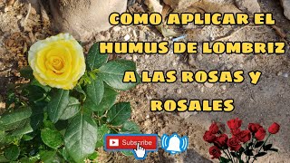 como aplicar el humus de lombriz🐛 a las rosas y rosales 🥀🌹 [upl. by Eyar]