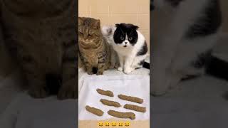 Funny Cat Mind Voice cat funny comedy shorts shortsfeed animals funnycat funnyanimal [upl. by Norvol]