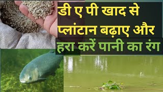 तालाब में plankton  green water colour हरा रंग कैसे बनाएं पानी का DAP खाद से मछली का प्राकृतिक भोजन [upl. by Zweig]