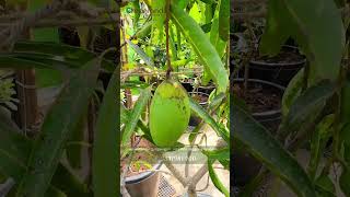 🍋🌱Discover the Exotic Kosseri Mango from Kerala Grown in Bulk Quantity on Terrace Gardens [upl. by Helm404]