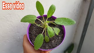 Veja o que essa planta faz com a DIABETE [upl. by Nylarad]