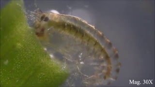 Amphipods under the Microscope and their Circulation [upl. by Naryk]