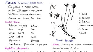 Family poaceae  Gramineae or Grass family  economic importance  class 11 [upl. by Rossi]