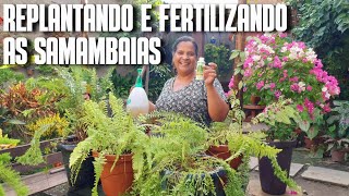 REPLANTANDO E FERTILIZANDO MINHAS SAMAMBAIAS REPLANTE E DICAS DE SAMAMBAIAS  ADUBAÇÃO DE SAMAMBAIA [upl. by Anatnahs]