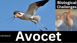 Avocet [upl. by Young59]