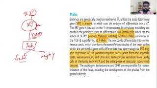 Disorders of sexual development  Approach to Ambiguous genitalia  Dr Ankit Goel FRCS Urology [upl. by Bucky]