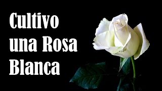 Cultivo una rosa blanca José Martí [upl. by Werner]