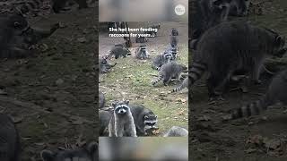 Horde of hungry raccoons come looking for a snack Shorts [upl. by Qirat]