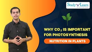 Why Carbon Dioxide is important for photosynthesises  Explained in Activity [upl. by Rosenbaum]