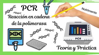 PCR Reacción en cadena de la polimerasa TEÓRICO Y PRÁCTICO [upl. by Everett]