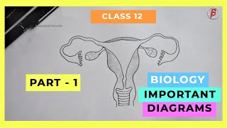 HOW TO DRAW  Biology Important Diagrams Class  12 PART01 [upl. by Pauletta]