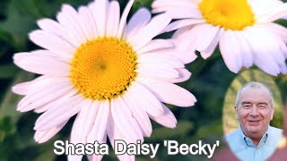 Leucanthemum Becky Shasta Daisy  Alltime Favorite Long Blooming🌼 Sun Loving Perennial [upl. by Reneta]