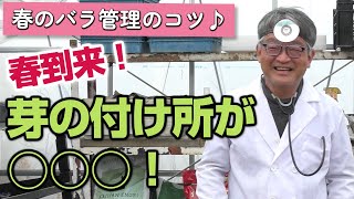 【バラの育て方】春のバラ管理のコツ♪春到来！芽の付け所が○○○！（2024年3月1日） [upl. by Wilbur]