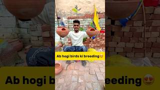 Ab hogi hmare🐣birds ki breeding😍 petlover minivlog pigeonvlogger pigeon budgiesfam parrot [upl. by Garretson]