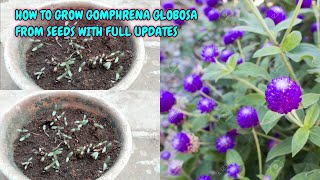 HOW TO GROW GOMPHRENA GLOBOSA FROM SEEDS WITH FULL UPDATES [upl. by Elnar]