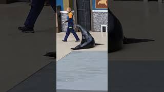 Sea Lion Show So Adorable conservation cuteanimal cutemammal [upl. by Russ]