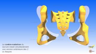 Les mouvements associés du sacrum avec los iliaque et le rachis lombaire [upl. by Oam570]