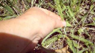 Chickweed and a Little About Yarrow [upl. by Hubert]